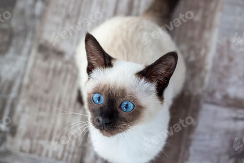 Preview: Cute kitten siamese cat indoor