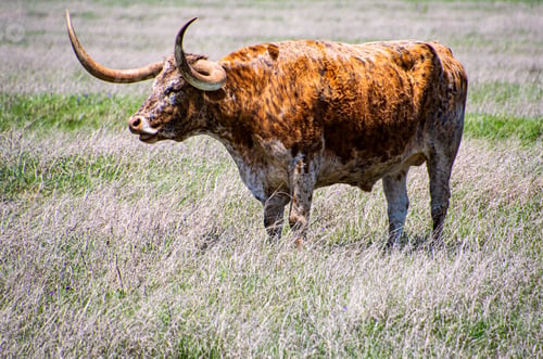 Preview: Texas longhorn bull grazing in early spring