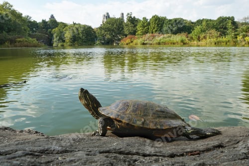 Preview: Turtle in Central Park