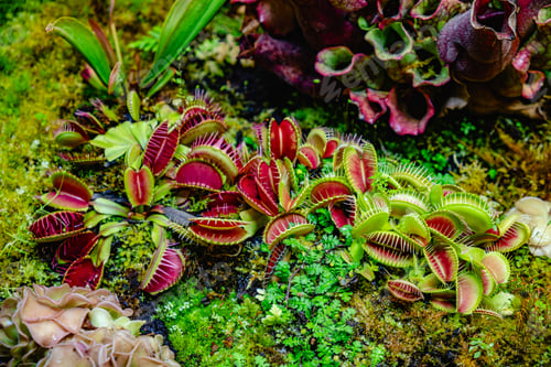 Preview: Tropical forest with carnivorous plants