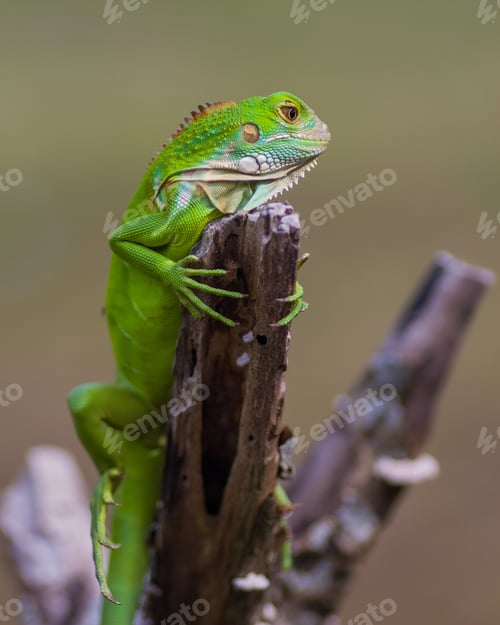 Preview: green iguana
