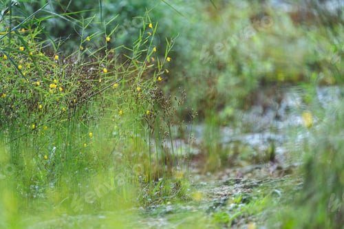 Preview: Environmental Conservation, Emphasizing Importance of Green Leaves and Trees in Forests
