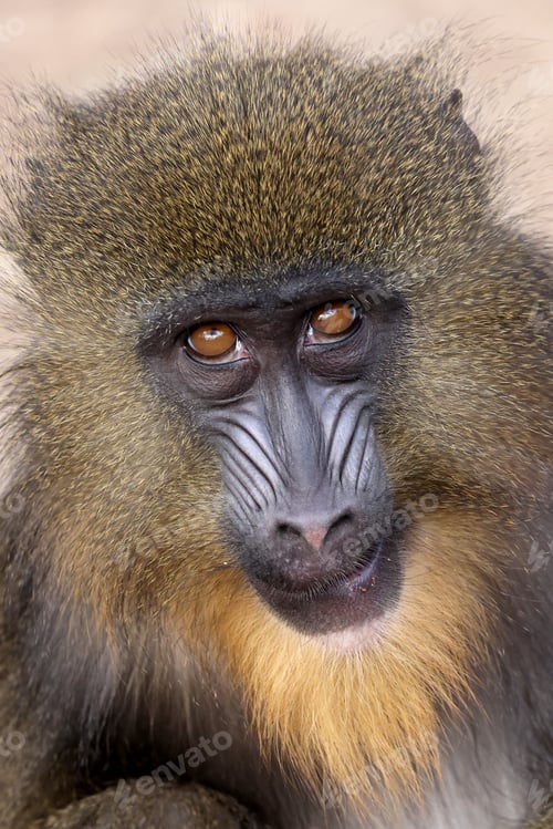 Preview: Close view of mandrill monkey (Mandrillus sphinx)