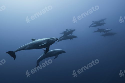 Preview: Family of Bottlenose Dolphin (Tursiops Truncatus) swimming up from deep blue