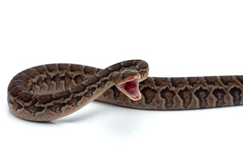 Preview: Cuban tree boa isolated on white background