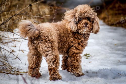 Preview: poodle, dog, puppy, pets, dogs
