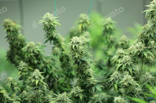 Preview: Agronomist examining industrial hemp plant flower