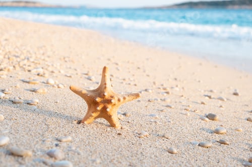 Preview: Dry sea star on sandy sunny beach on background of beautiful turquoise blue sea