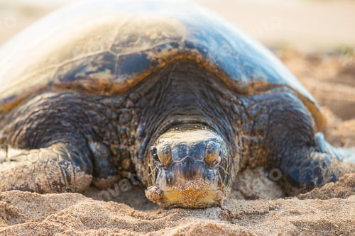 Preview: Hawaiian Green Sea Turtle