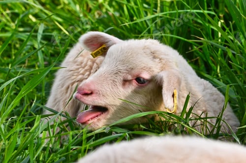 Preview: Closeup funny portrait of very cute, flurry wooly white lambs in the green grass