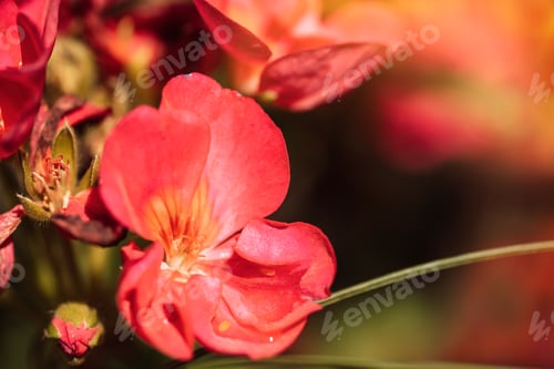 Preview: Background of blooming red geranium closeup