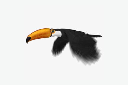 Preview: Animated Toco Toucan in Flight