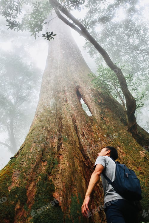 Preview: A man standing in front of an ancient, giant tree. Praising the beauty of the nature.