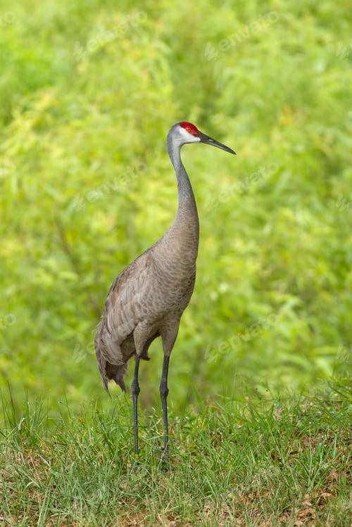 Preview: Portrait of sandhill crane.