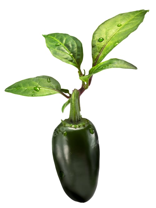 Preview: Green Jalapeno (TAM mild), hanging, paths