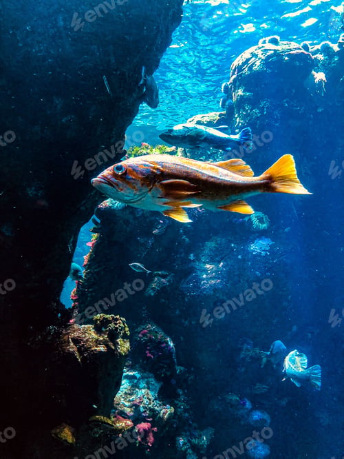 Preview: Vertical closeup of a fish in the aquarium