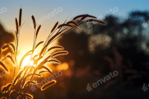 Preview: Fountain grass field at sunset