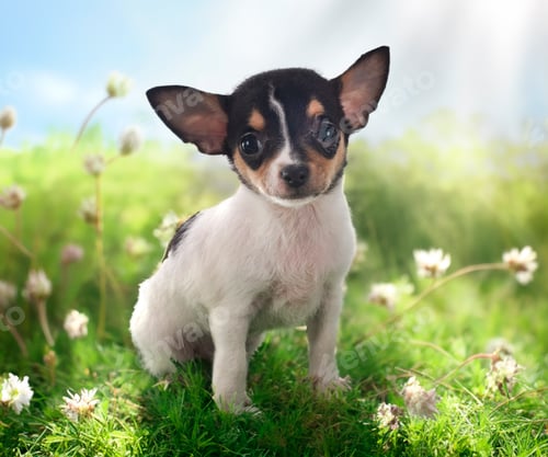Preview: chihuahua in nature