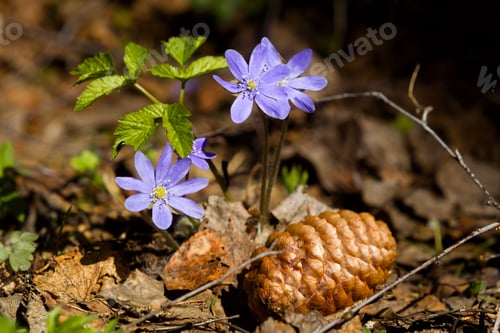 Preview: Flowers of violets in the spring forest