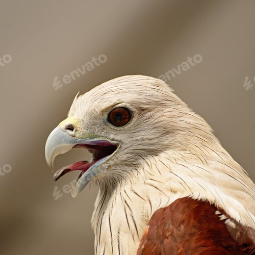 Preview: Brahminy Kite