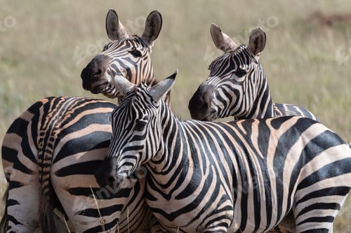 Preview: Common zebras (Equus quagga) Tsavo, Kenya, Africa