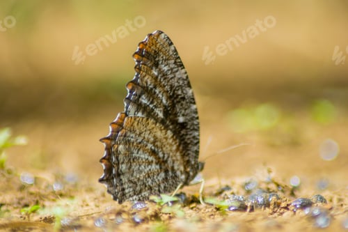 Preview: Nature canvas painted in hues of tranquility