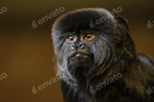 Preview: Goeldi's marmoset, or Goeldi's monkey (Callimico goeldii)