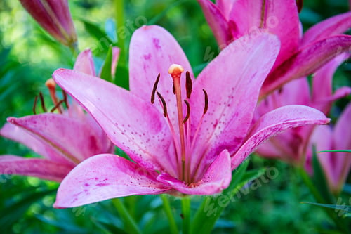 Preview: Summer flower background. Beautiful Lilium flower photos outdoors.