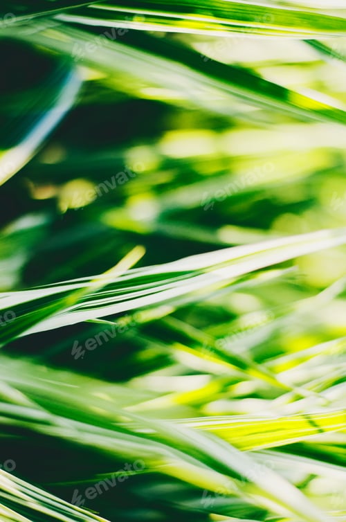 Preview: Green grass. Grass. Summer time