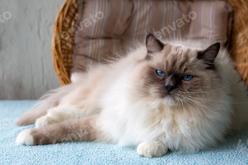 Preview: Cute pet ragdoll cat. Pet animal.