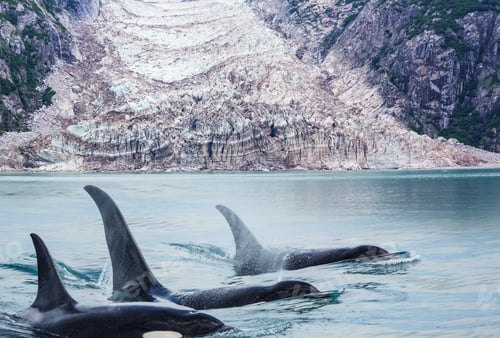 Preview: Orca