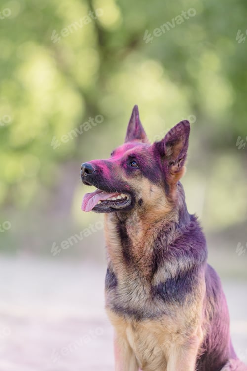 Preview: German shepherd dog playing on the beach with pink holi colors. Holi festival. Dog holi photo.