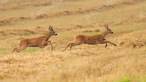 Preview: Roe deer buck chasing a doe on dry stubble field in summer rutting season