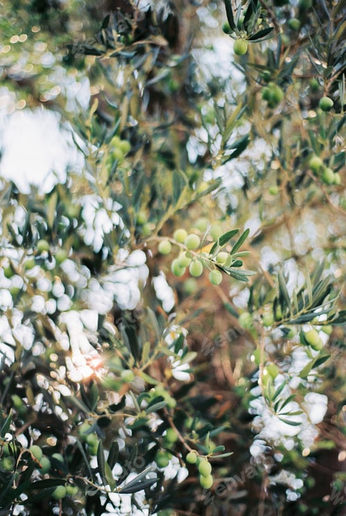 Preview: Unripe olives on tree branches among leaves