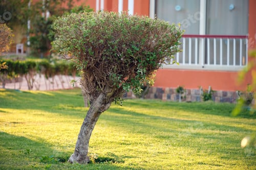 Preview: Closeup of fresh green tree with wooden trunk and vibrant green leaves growing in summer garden