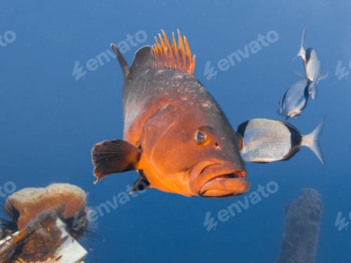 Preview: Impressive grouper from the Zenobia ship wreck