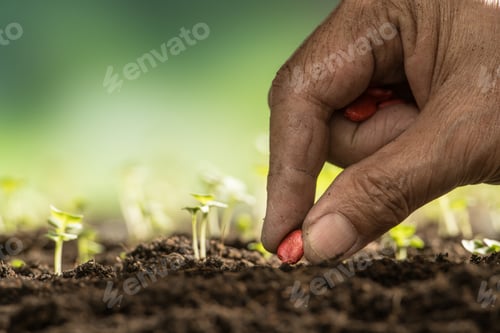 Preview: Planting seeds