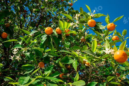 Preview: clementines ripening on tree against blue sky. Tangerine tree. Oranges on a citrus tree