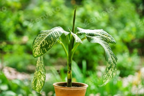 Preview: Diffenbachia In The Pot