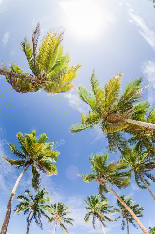 Preview: coconut palm trees at the beach