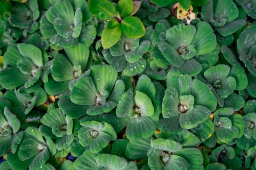 Preview: Plant background