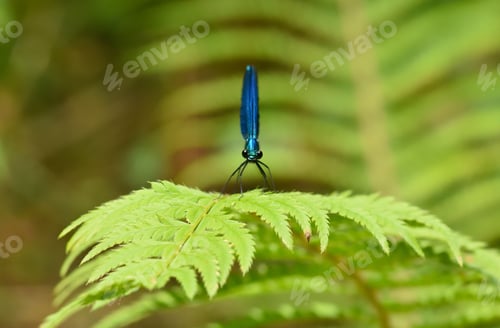Preview: Close-up Macro of Blue Dragonfly on Leaf.