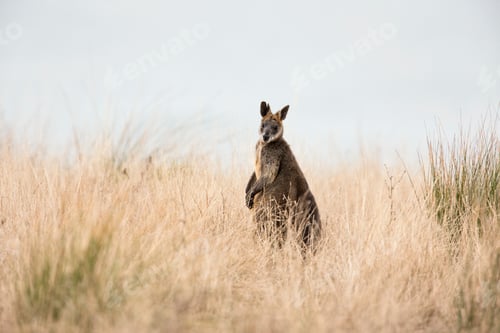 Preview: Side view of Swamp Wallaby (Wallabia bicolor) looking at camera, Phillip Island, Victoria, Australia