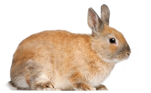 Preview: Dwarf rabbit, 6 months old, in front of white background