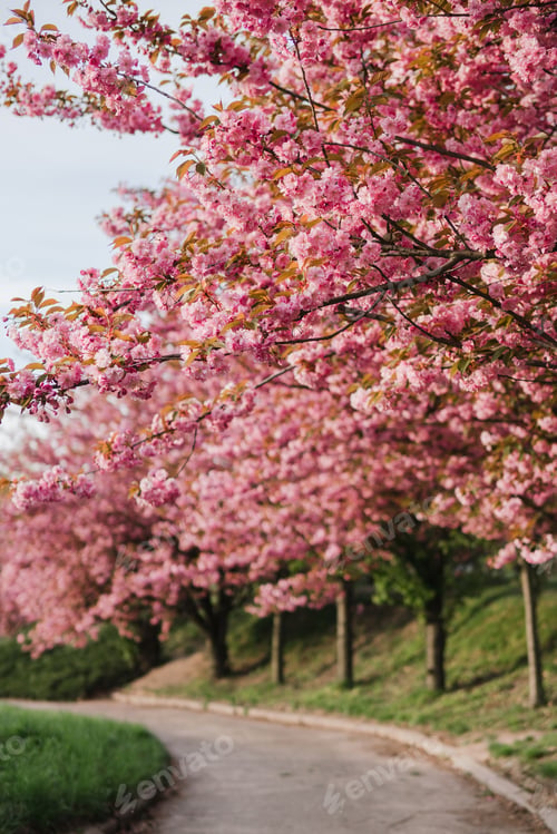 Preview: Pink sakura blossom background. Fresh nature background on spring sunny day with copy space.