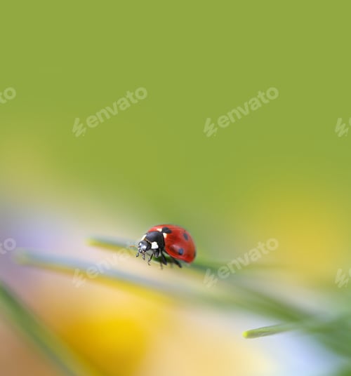 Preview: ladybug in nature