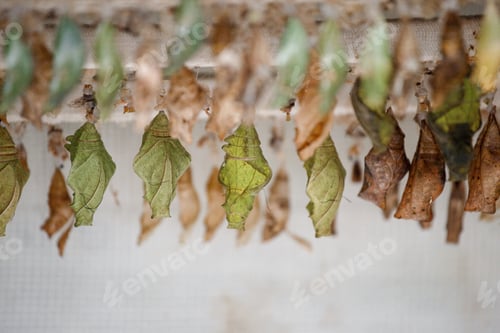 Preview: Pupae, cocoons of different butterflies in an incubator