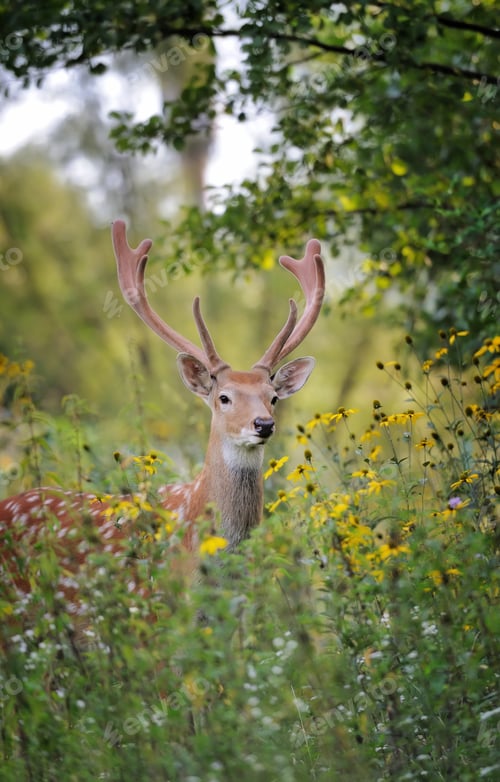 Preview: Whitetail Deer