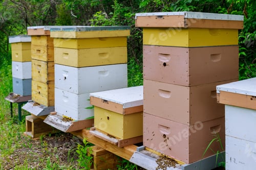 Preview: Bees flying near the hive farm working on bees