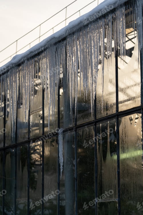 Preview: Glass wall of hothouse with tropical plants growing inside covered with dangerous icicles and snow